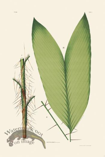 Rodrigues Palm Front 017